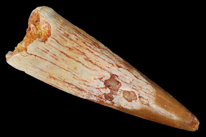 Fossil Pterosaur (Siroccopteryx) Tooth - Morocco #167154